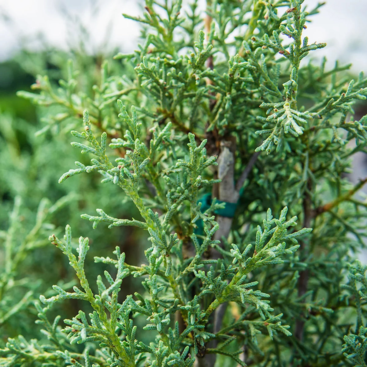 Carolina Sapphire Cypress Tree - Fast Growing - Unique Blue Green Foliage. 3 Gal