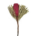 Vickerman  Jumbo Erica Pink Banksia Flower Stems - Erica Pink - 12-18 in.
